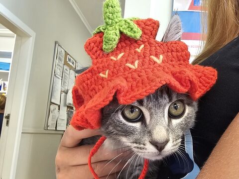 Pet Newsletter Feb/March 2025