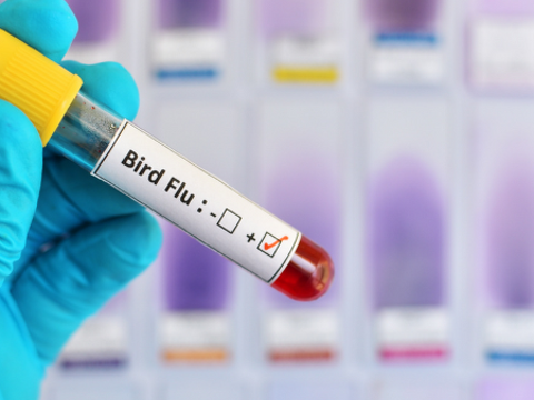 What you need to know about Avian Influenza (H5N1 bird flu)