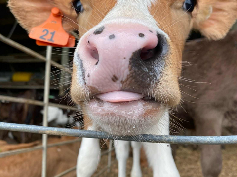 Farm Newsletter Oct/Nov 2025