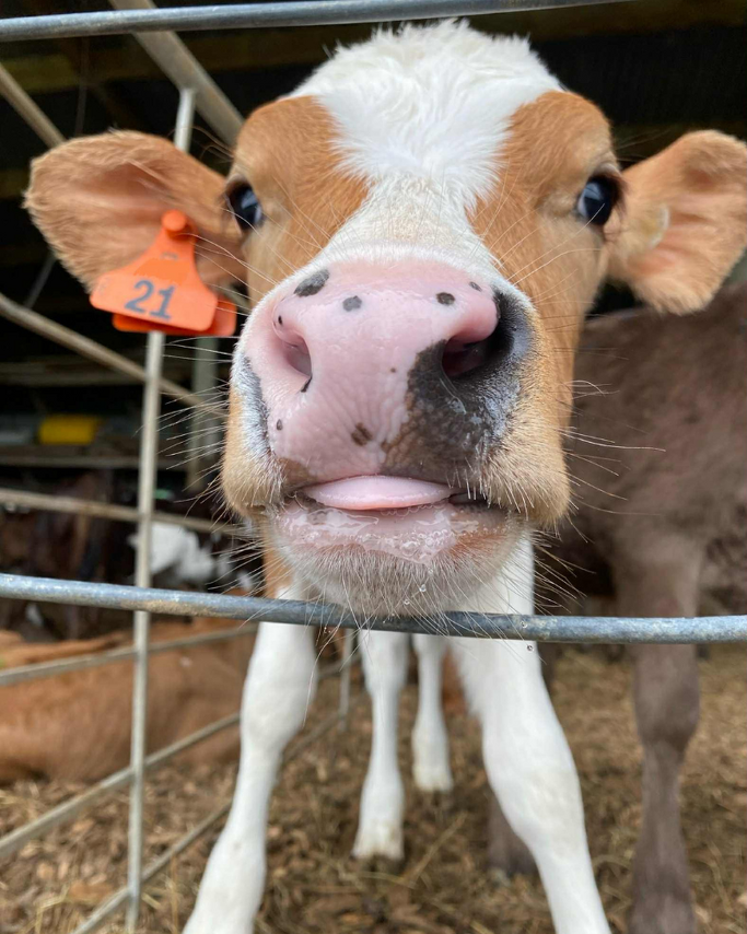 Farm Newsletter Oct/Nov 2025