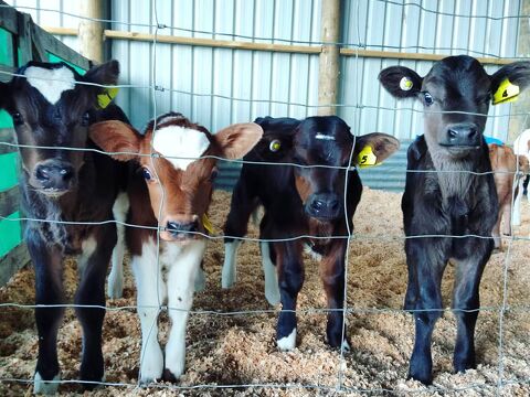 Commercial Farms