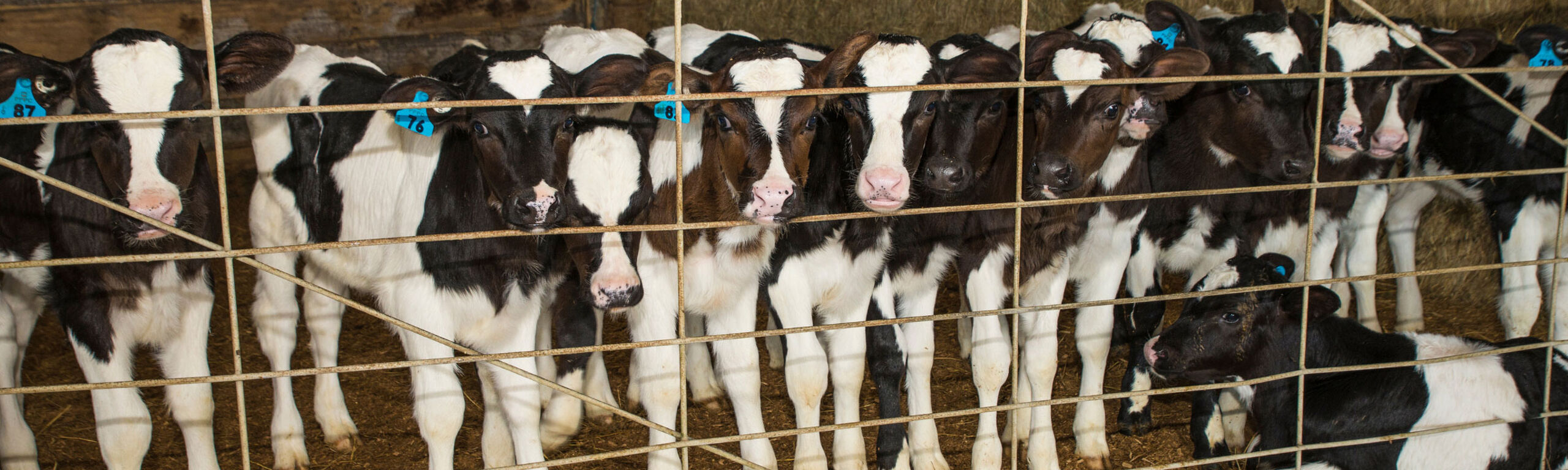 Calves in a shed