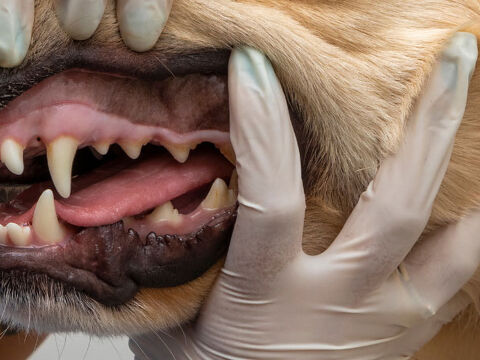 Vet inspecting dog's teeth