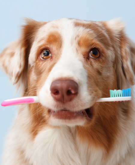 Pet Newsletter Aug/Sept 2026