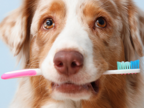 Pet Newsletter Aug/Sept 2026