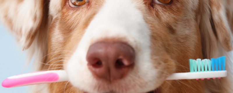 Pet Newsletter Aug/Sept 2026
