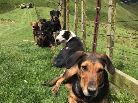 Working dogs