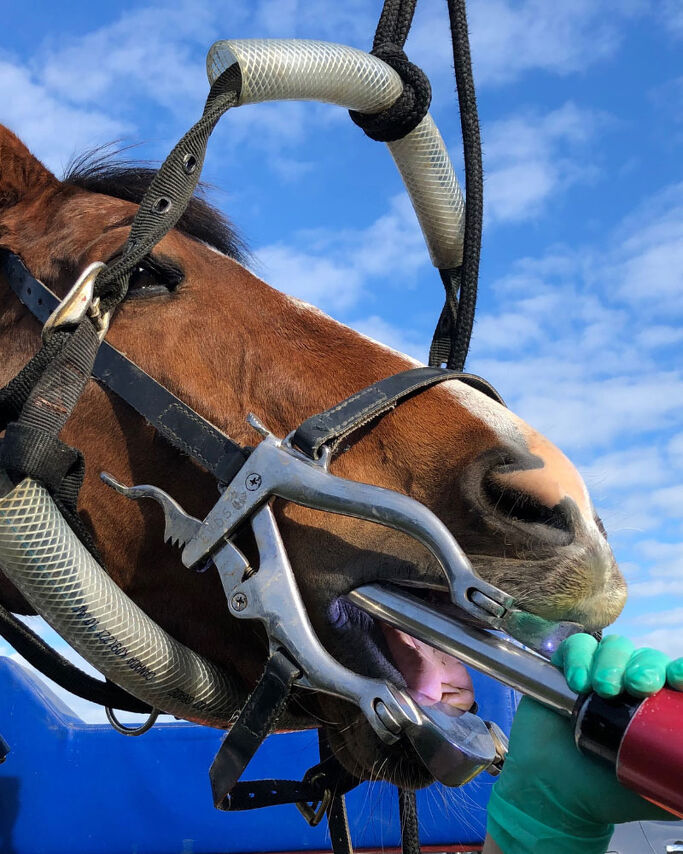 Wild horses don't get their teeth done