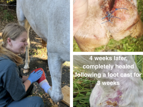 Equine Heel Bulb Lacerations: Why We Often Recommend a Cast