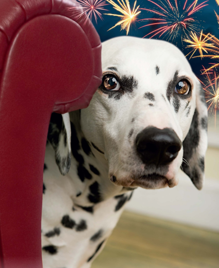 Pet Newsletter Oct/Nov 2026