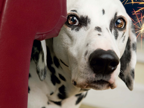 Pet Newsletter Oct/Nov 2026