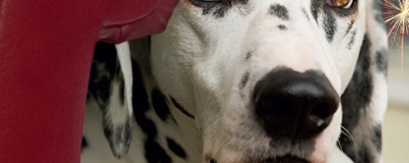 Pet Newsletter Oct/Nov 2026