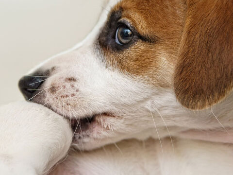 Dog with fleas