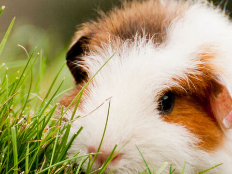 Guinea pig eating grass