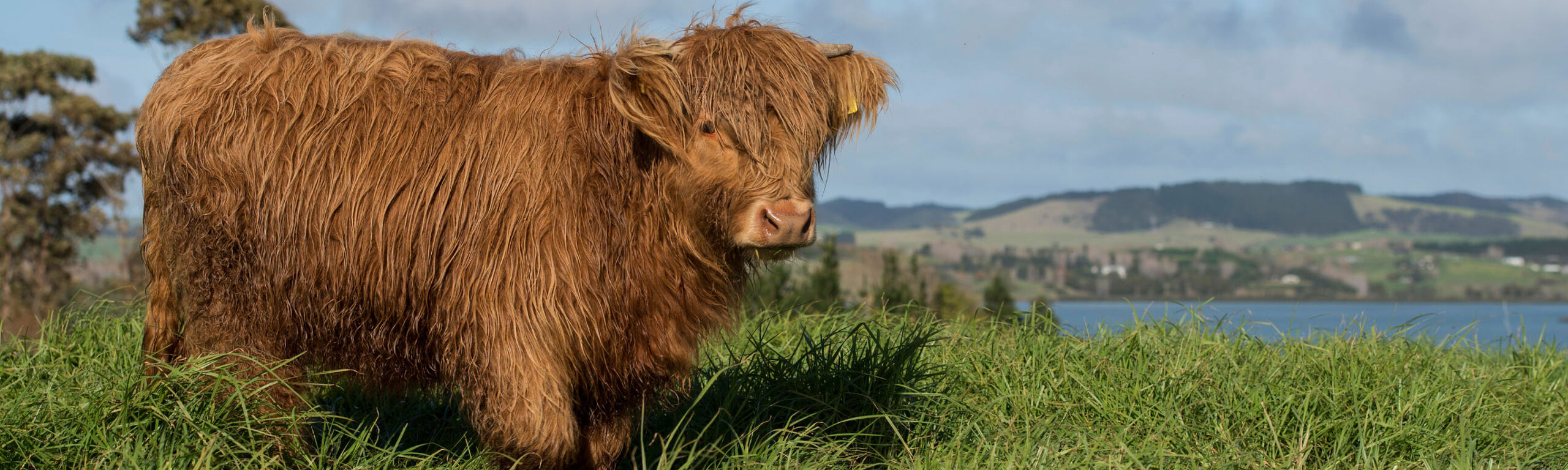 Highland Cow