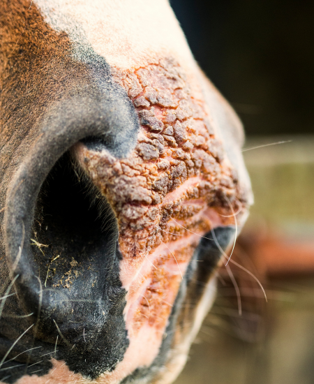 Equine Skin Conditions