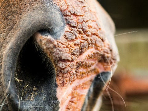 Equine Skin Conditions