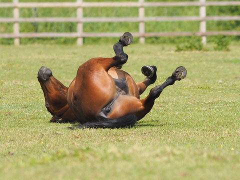 Colic: A Serious Condition, But Not Always a Death Sentence