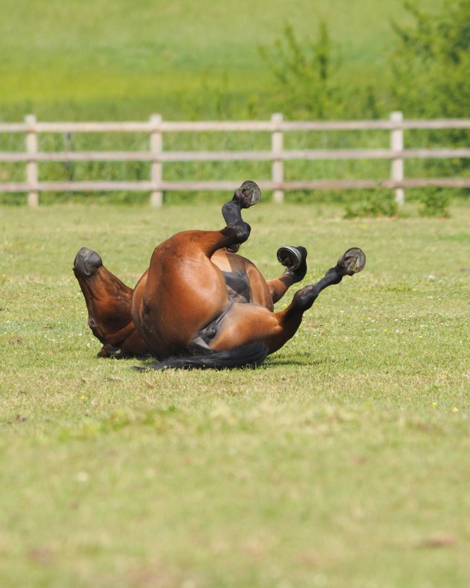 Colic: A Serious Condition, But Not Always a Death Sentence