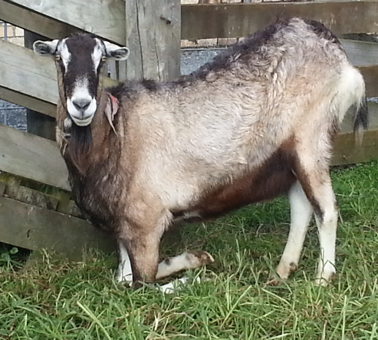 Vet Disease Management services for animals