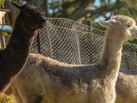 Alpaccas