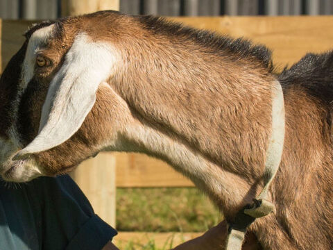 Lifestyle farms