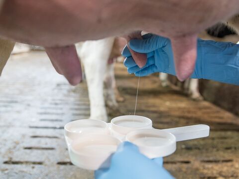 Mastitis Services