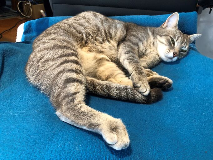 Pet Newsletter April/May 2025 