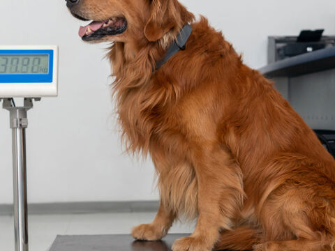 Overweight dog on scales