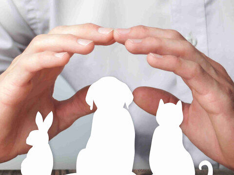 Pet Insurance