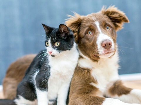 Pets