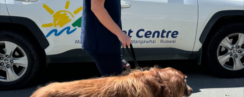 Pet Newsletter Dec/Jan 2025