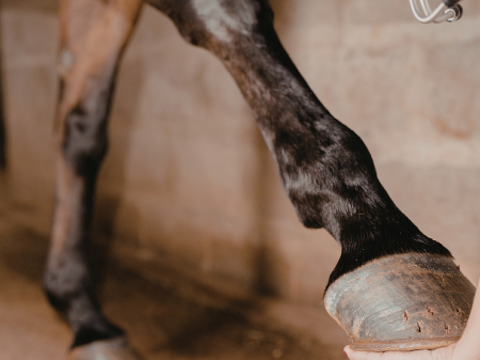 Thinking about buying a horse? Here’s why a Pre-Purchase Exam matters.