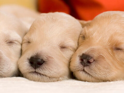 Puppies cuddling