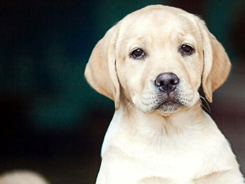 3 puppies