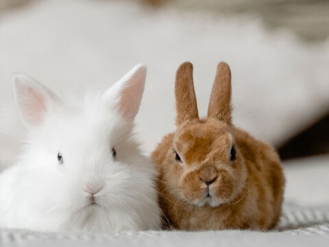 White rabbit and brown rabbit on a bed