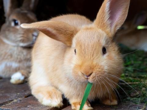 Pet Newsletter June/July 2025