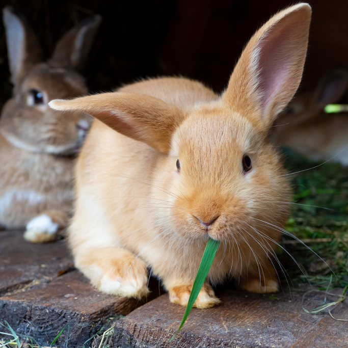Pet Newsletter June/July 2025