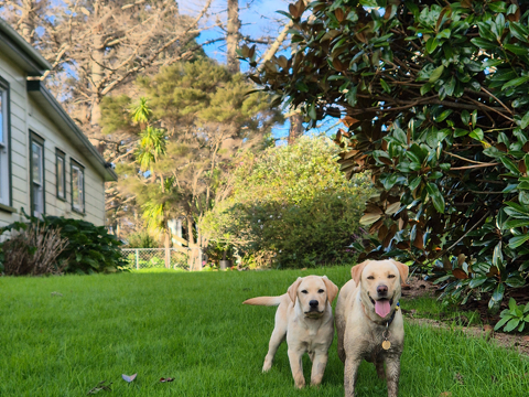  Pet Newsletter Aug/Sept 2025
