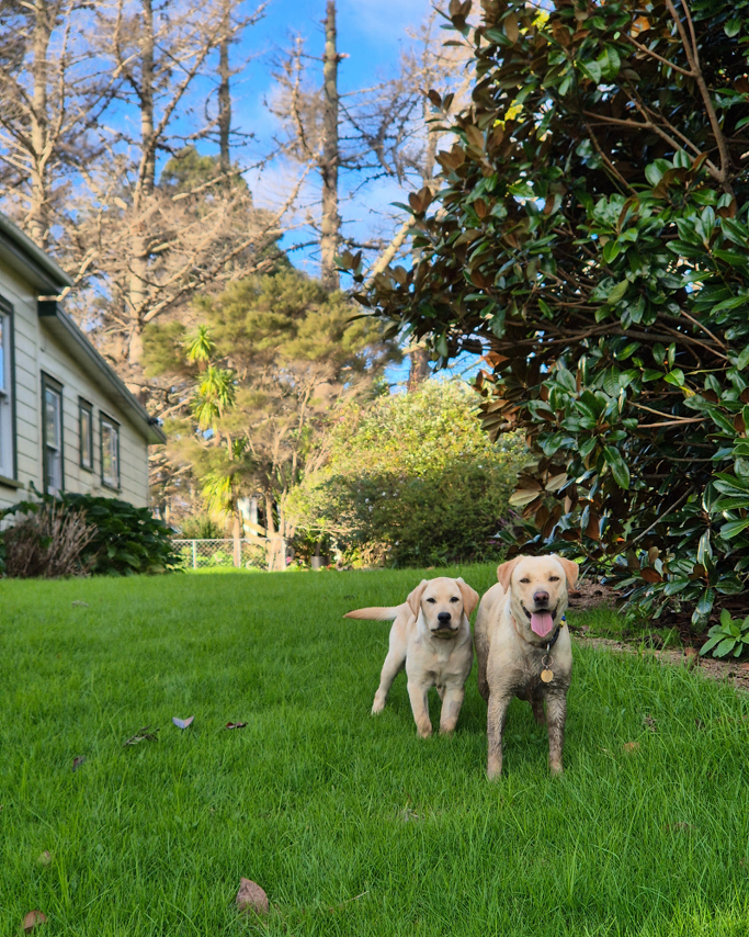  Pet Newsletter Aug/Sept 2025
