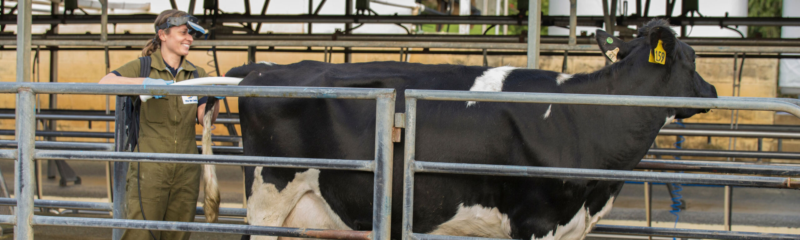 Sarah Briggs with cow