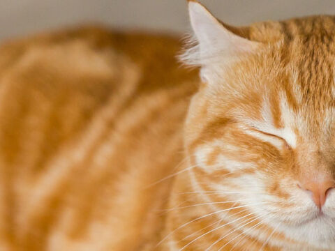 Orange cat