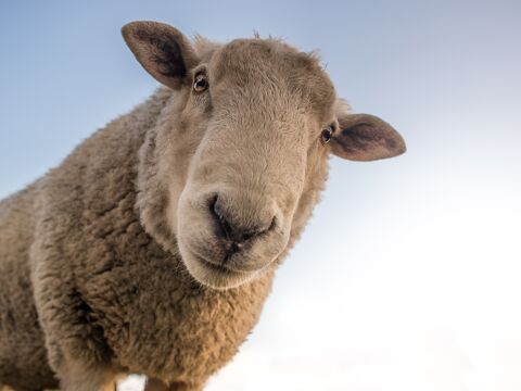 Sheep