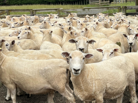 Farm Newsletter Dec/Jan 2025