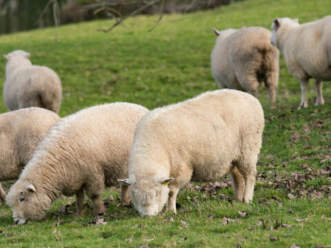 Sheep Grazing