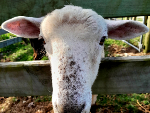 Farm Newsletter Oct/Nov 2026