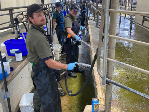 Heifer teat sealing