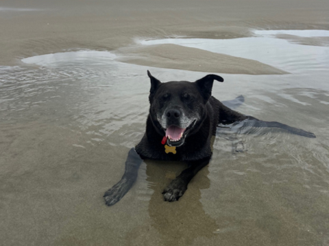 Pet Newsletter April/May 2026