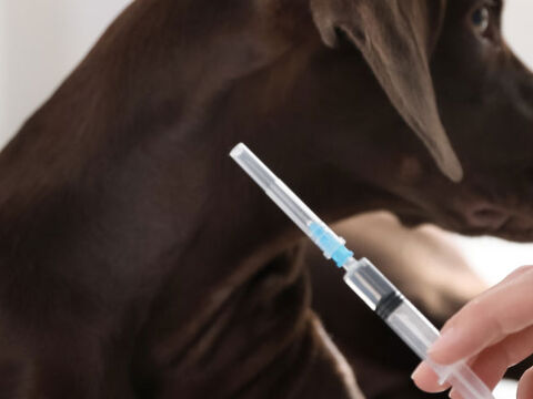 Dog getting vaccinated