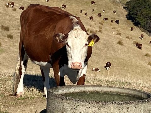 Beef Cattle